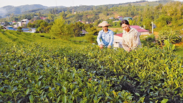 Lào Cai: K’rong k’nặ 8.000 hecta k’tiếc đoọng bhrợ têng nông nghiệp