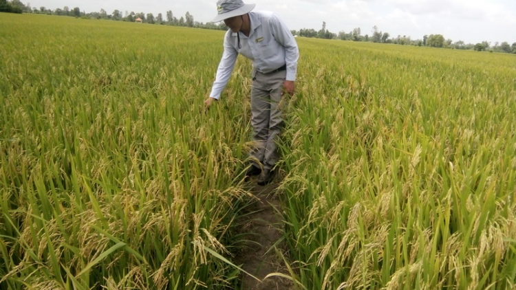 Tiền Giang: Tơơm  ha roo đêệp Chợ Gạo vêy đhr’năng bil pật
