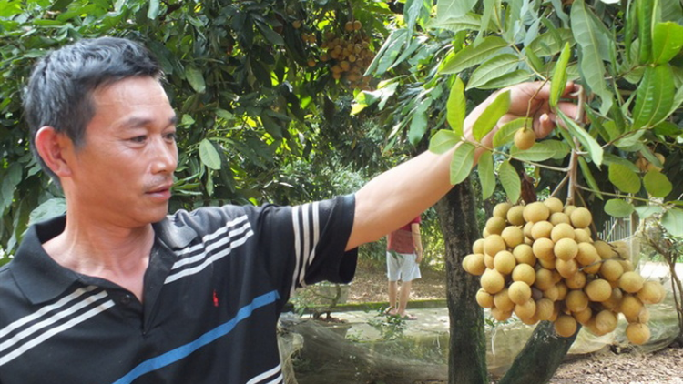 Sơn La xăl k’nặ 4.500 héc ta k’tiếc đhr’đác nắc chóh t’nơơm pay cha p’lêê vêy chr’nắp bấc