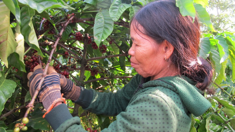 Pa dưr bh’rợ tr’nêng chóh cà phê ting c’bhúh chr’nắp, pa dưr râu liêm crêê ha zấp n’đắh