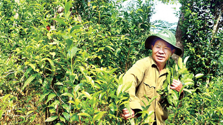 Bhrợ pa dưr đhơ nớc tr’câl tr’bhlêy ha chè Minh Long, Quảng Ngãi