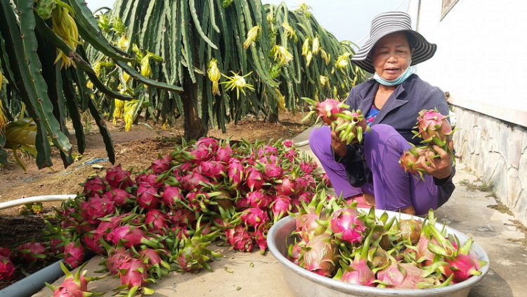ĐBSCL: G’lúh noel zên pa câl p’lêê p’coo dưr bấc