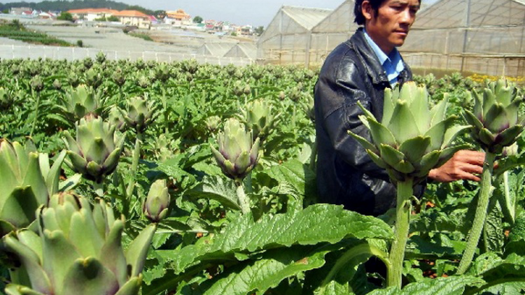 Lào Cai: K’tiếc chóh t’nơơm zanươu bơơn k’dâng 1.000 hécta