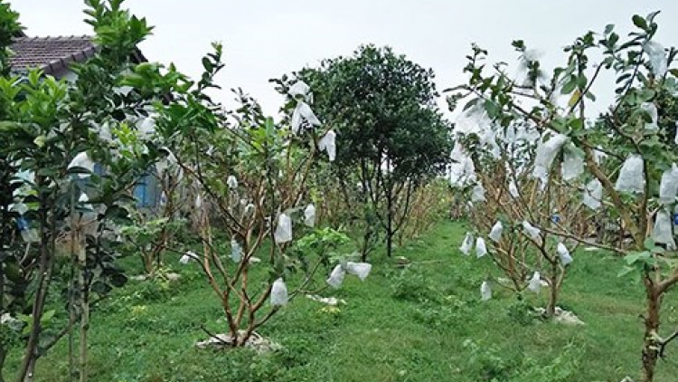 Quảng Nam tr’xăl tơơm chr’nóh chô đơơng râu liêm choom