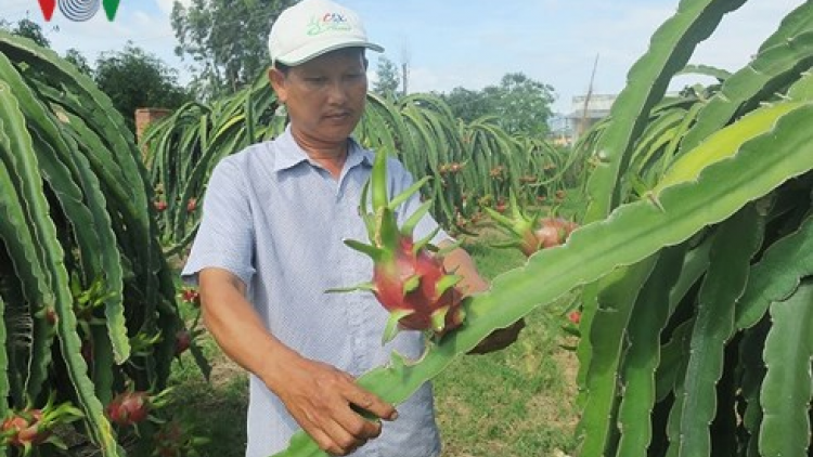 Thanh Long Bình Thuận pâm bhroọt dưr dzoóc chr’nắp đươi tết Trung thu