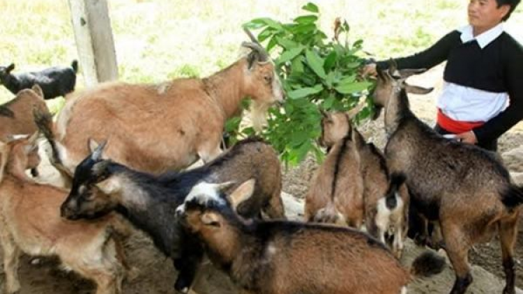 Bấc chính sách t’đui đoọng ha dợ pr’ặt tr’mông âng đhanuôr acoon cóh dzợ lưm bấc k’đháp k’ra