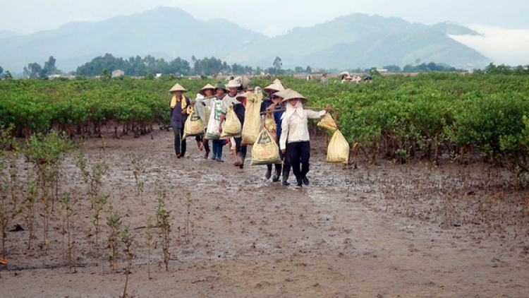 Quảng Ninh: Chóh crâng cóh đác k’ría đhị chr’hoong Tiên Yên