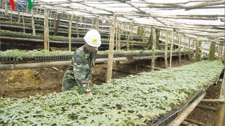Kon Tum: Zooi zúp 46.500 t’nơơm sâm Ngọc Linh m’ma đoọng ha đhanuôr