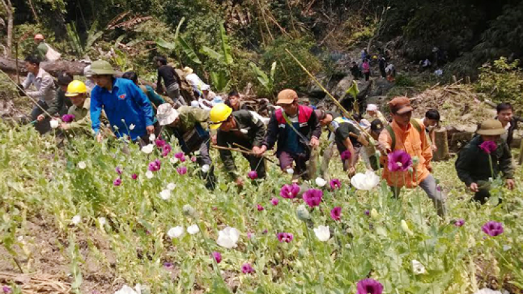Lai Châu: Pa’hư n’jộ lơi lấh 16 r’bhâu mét vuông t’nơơm zanươu phiện