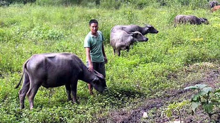 Ma nứih Mông bhrợ pa dưr cr’van đhị bôl da ding Phia Đeng
