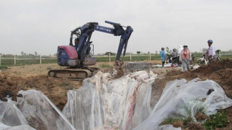 Hải Phòng: Zooi đoọng apêê pr’loọng đong băn crêê bil bal bấc tu pr’lúh pa zruốh a óc Châu Phi