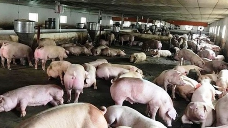 Quảng Nam: Cắh zấp vắc xin, pr’lúh cr’ay dưr váih đhị cr’năn bh’năn