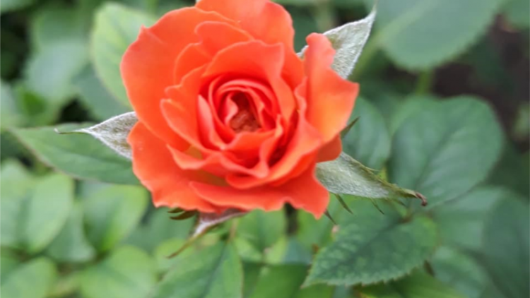 T’RÚIH T’NGAY 20/10/2019