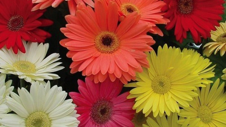 T'RUIH T'NGAY 30/5/2019