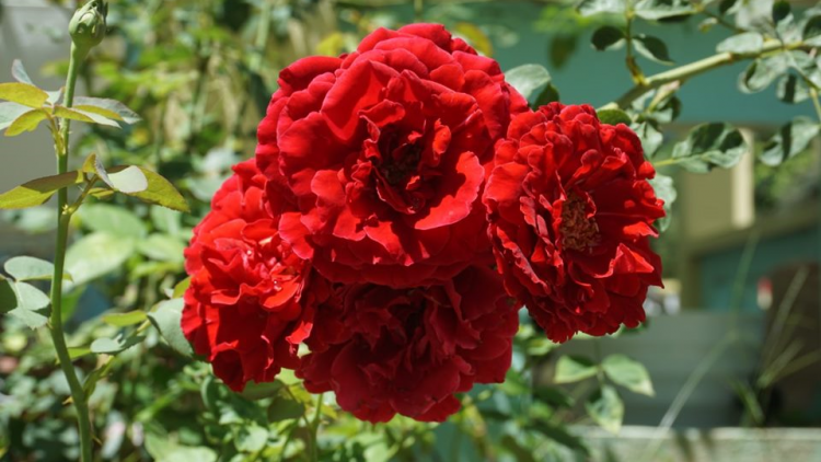 TRÚIH PA XƯL T’NGAY: 9/9/2019