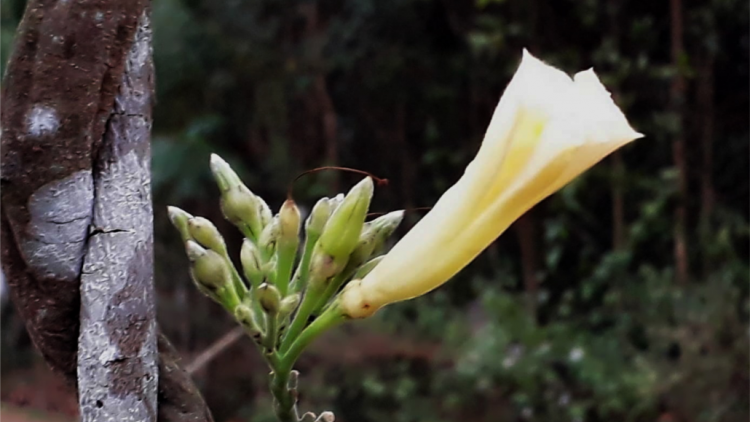 T'RUIH T'NGAY 10/12/2019