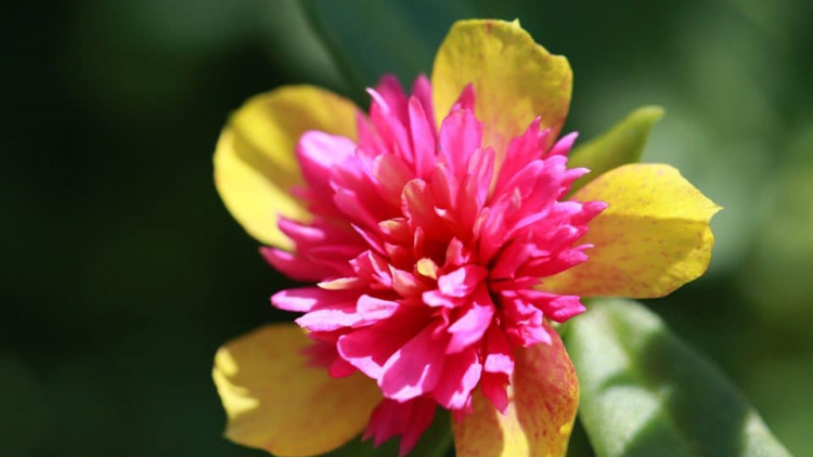 T’RUIH T’NGAY 24-9