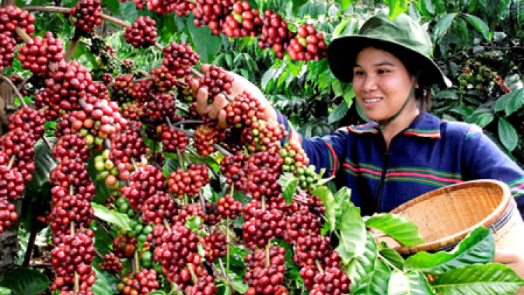 Đắk Lắk: Hướng tới phát triển cà phê đặc sản