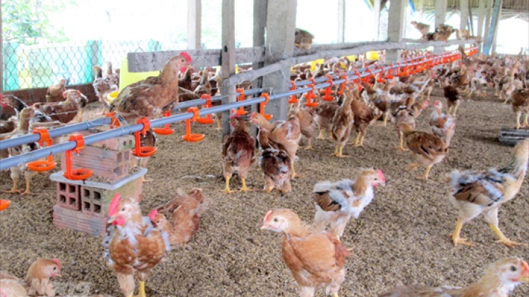 Cần Thơ n’léh váih pr’lúh cúm a tứch a đha H5N1 cóh a tứch