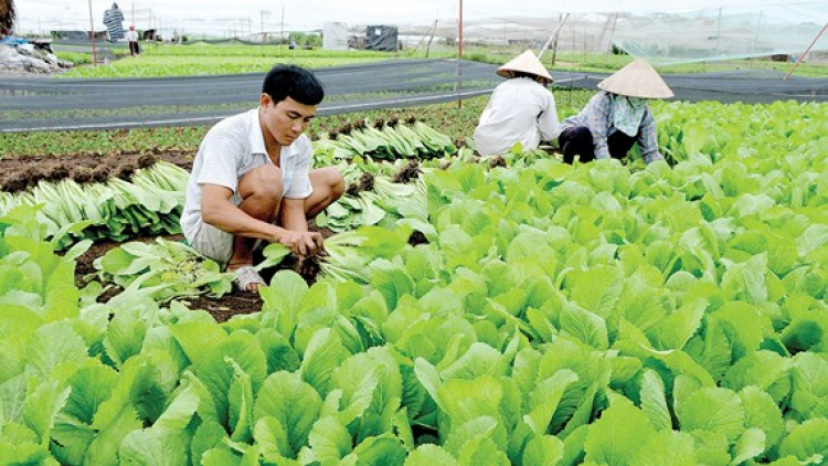Zêl râu tr’xăl plêêng k’tiếc: Choom tr’xăl râu looih đươi dua, c’lâng bh’rợ bhrợ ha rêê đhuốch