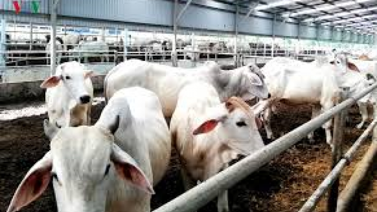 Xay bhrợ bh’rợ pa têết đh’rứah cóh bh’rợ băn a óc ting c’lâng liêm crêê sinh học