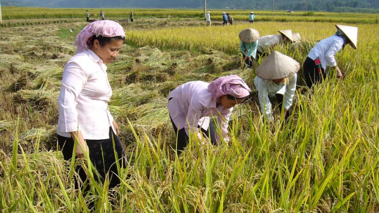 Lai Châu: Xay bhrợ padưr đhăm k’tiếc pazưm lêy chóh mưy m’ma ha roo