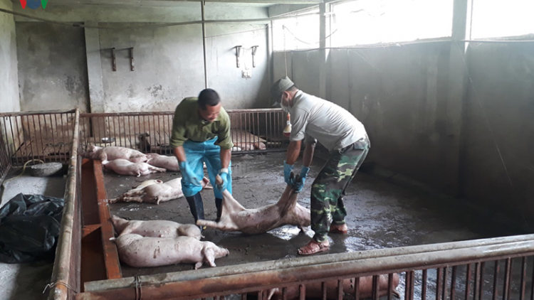 Lào Cai: K’nặ 3,8 tỷ đồng zúp zooi zâl cha groong pr’lúh a óc châu Phi