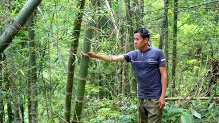 Thanh Hóa: Chóh cr’đêê ting cr’noọ xa nay quốc tế FSC đoọng ha dưr chr’nắp