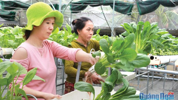 Quảng Ngãi: Hợp tác xã căh ơy bơơn vặ zên