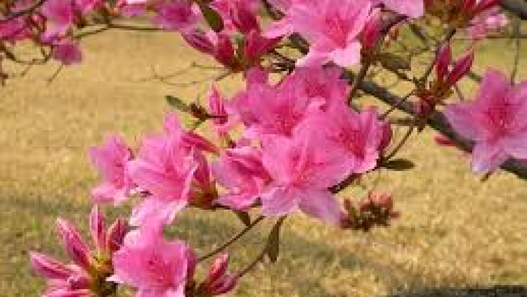 T’RUÍH PA XƯL T’NGAY 1/5/2019