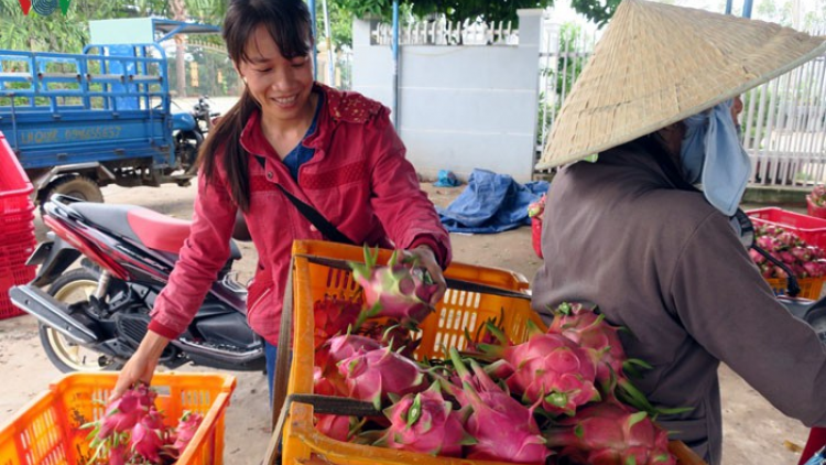 Chr’năp thanh long Bình Thuận dưr dzoóc dal bơr chu t’ping lâng tợơp  hân noo
