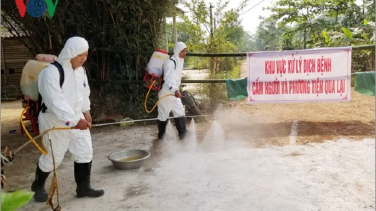 Thừa Thiên Huế: Zooi zúp 80% đợ mơ bil hư đoọng ha pêê b’băn váih a’ọc crêê pr’lúh pa zrúah châu Phi