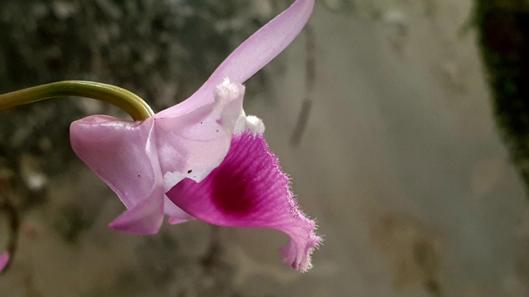 T’RÚIH PA XƯL T’NGAY 16/5/2019