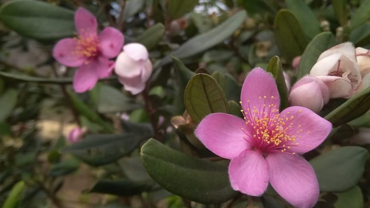 T'RUIH T'NGAY 10/6/2019