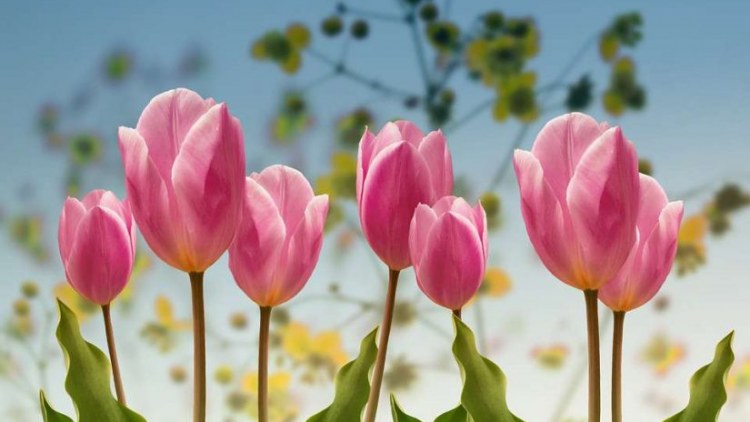 T'RUIH T'NGAY 24/10/2019