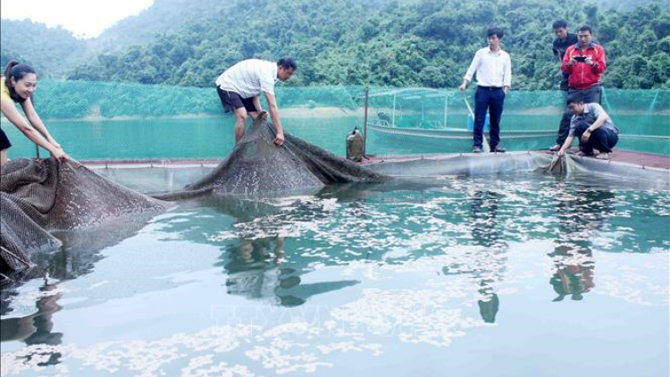 Lai Châu: K’rong bhrợ t’mêê 62 bh’rợ đoọng ha đha nuôr apêê chr’hoong đha rựt đươi dua