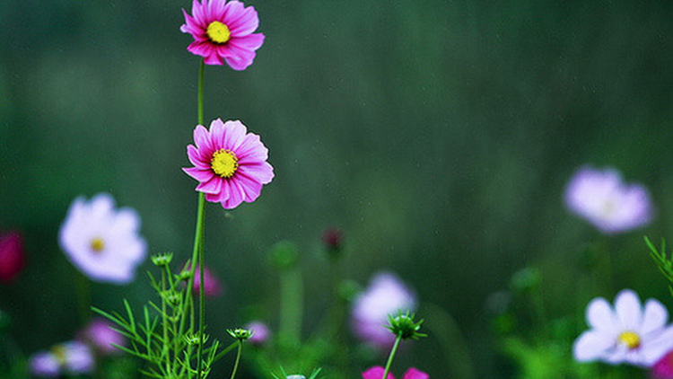 T'RUÍH PA XƯL T'NGAY /8/1/2019