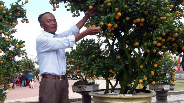 Hội An (Quảng Nam): Đấu giá Quất cha năm zúp zooi manuýh đharứt