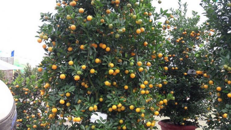 Manứih chóh quất cha năm cóh Hội An nắc bơơn k’ha riêng ực đồng g’lúh Tết