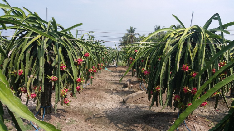 Tiền Giang: K’rơ bhâu hécta thanh long đoọm đương Tết