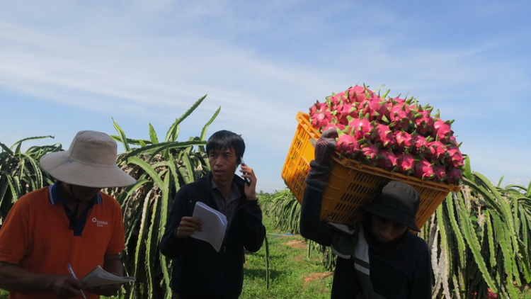 Đhanuôr bhrơ ha rêê đhuốch Bình Thuận cắh bhui har tu chr’nắp âng thanh long hân noo Tết chr’nắp căh bấc
