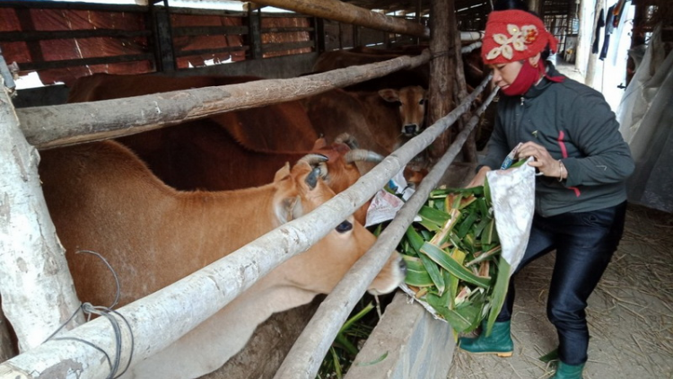 Yên Bái: T’bhlâng padưr k’rơ bhiệc zư lêy liêm choom cr’năn bh’năn băn bêl g’lúh cha cêết ra ngoóh