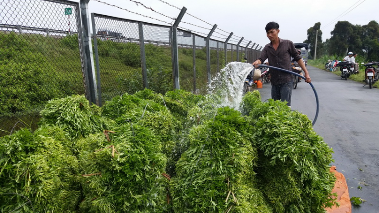 Tiên Giang: K’zệt héc ta chr’nóh chr’bêết đươi dua ha thị trường Tết