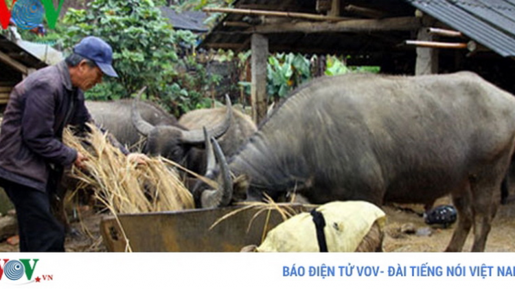 Cao Bằng, Bắc Cạn: Cha kêết bhrợ chêết lấh 100 p’nong t’rí c’roóc