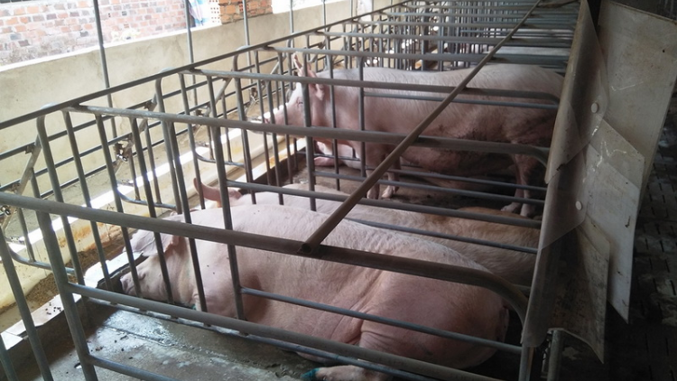 Kon Tum: Dưr n’léh váih bấc zr’lụ pr’lúh bhíh buunh boóp tr’ploóc chr’coóp cóh a óc lâng cúm cóh a tứch a đha