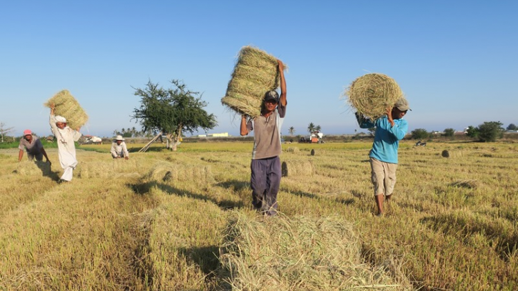 Bình Thuận: N’jăng đươi đoọng ha tơơm thanh long bấc zên moọt hân noo xơớt