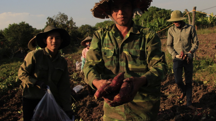 Gia Lai: Đha nuôr cắh bơơn chơớc lêy c’lâng lúh ha clang Nhật