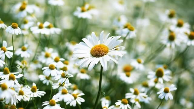 T’RÚIH T’NGAY 8/10/2019