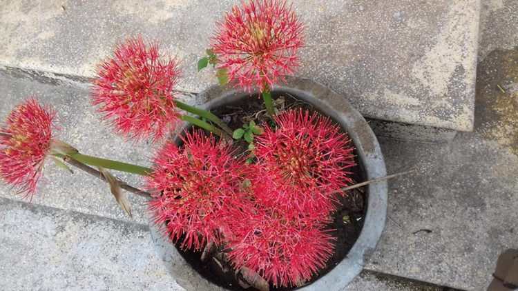 T’RÚIH T’NGAY 11/10/2019