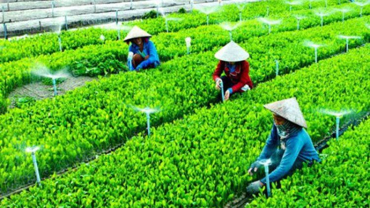 Quảng Nam: bấc hợp tác xã bhrợ têng ha rêê đhuốch pa dưr bh’nơơn bh’rợ ting pr’loọng đong